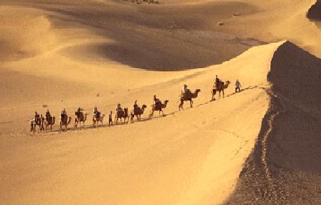 Camel trip